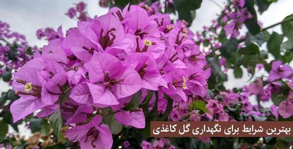 عکس گل کاغذی طبیعی