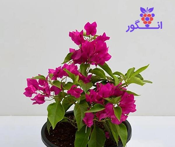 عکس گل کاغذی طبیعی