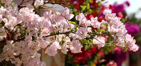 عکس گل کاغذی طبیعی