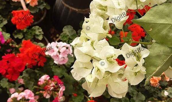 عکس گل کاغذی طبیعی
