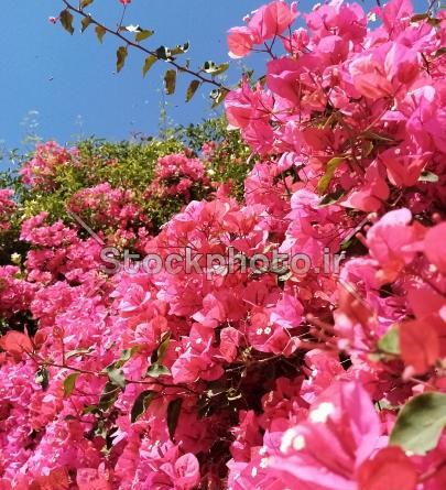 عکس گل کاغذی طبیعی