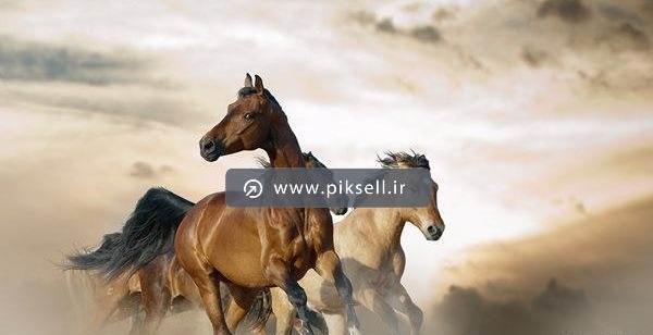 عکس با کیفیت اسب های وحشی