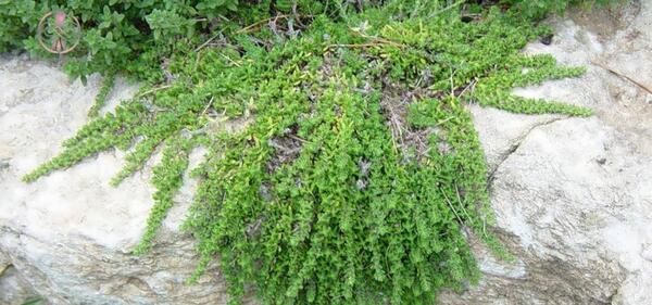 عکس دارو گیاهی اویشن