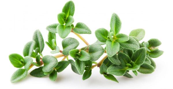 عکس دارو گیاهی اویشن