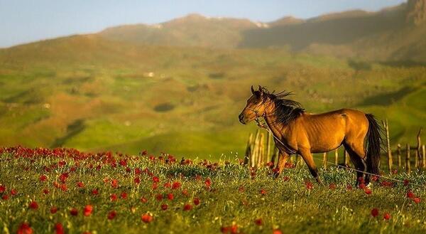 عکس طبیعت تالش گیلان