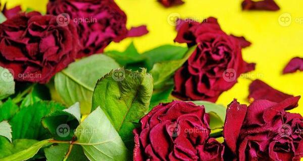 عکس گل پژمرده فانتزی