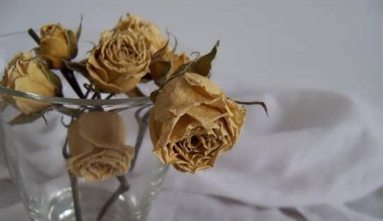 عکس گل پژمرده فانتزی