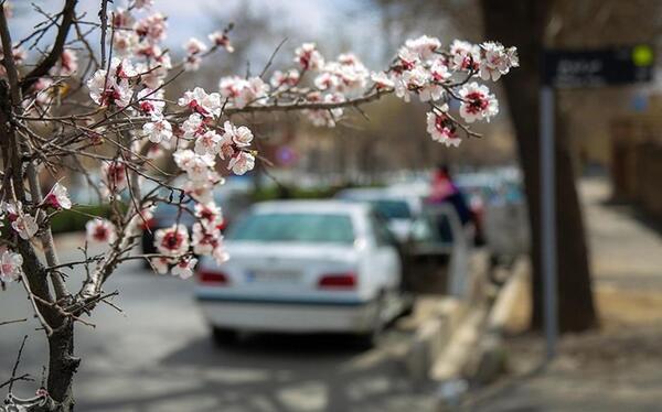 عکس شکوفهای بهاری