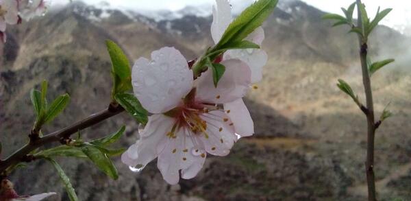 عکس شکوفهای بهاری