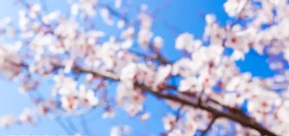 عکس شکوفهای بهاری