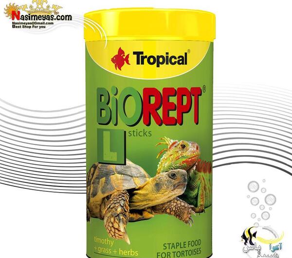 عکس بچه لاک پشت آبی