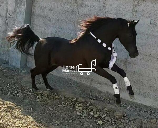 عکس اسب عربی مشکی