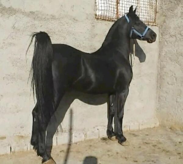 عکس اسب عربی مشکی
