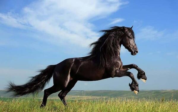 عکس اسب عربی مشکی