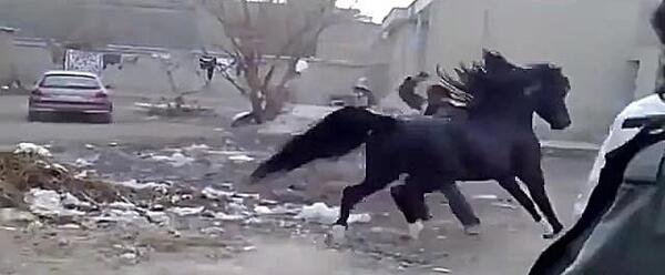 عکس اسب عربی مشکی