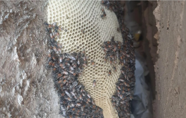 عکس عسل طبیعی کوهی