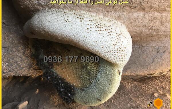 عکس عسل طبیعی کوهی