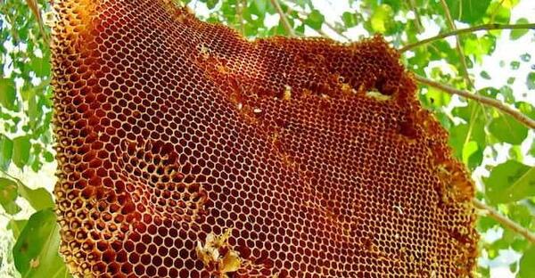 عکس عسل طبیعی کوهی