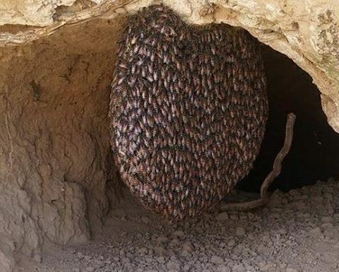 عکس عسل طبیعی کوهی