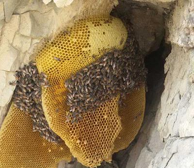 عکس عسل طبیعی کوهی