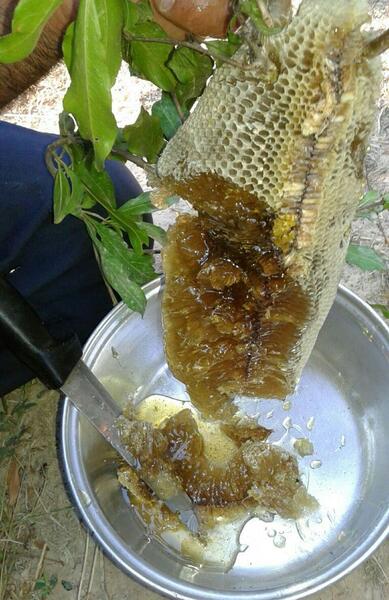 عکس عسل طبیعی کوهی