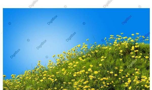 دانلود عکس های گل های بهاری