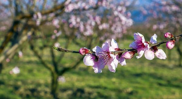 یک عکس زیبای بهاری