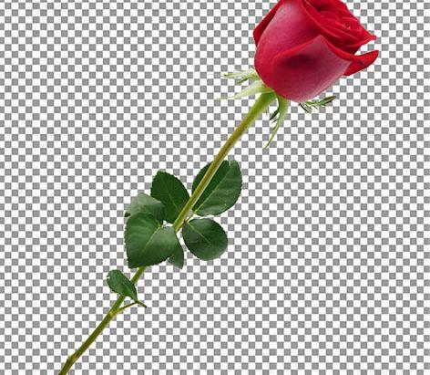 عکس غنچه گل رز قرمز