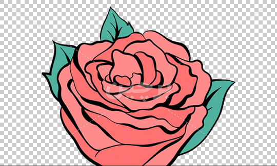 عکس غنچه گل رز قرمز