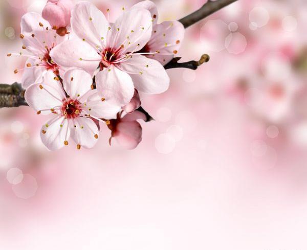 عکس بهاری برای پس زمینه