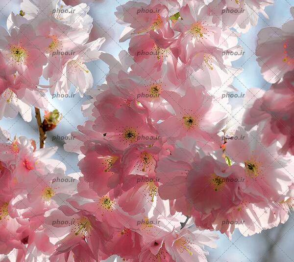 عکس بهاری برای پس زمینه