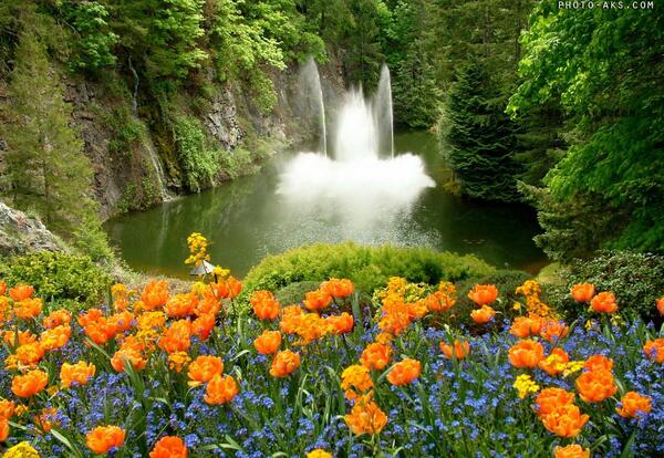 عکس بهاری برای پس زمینه