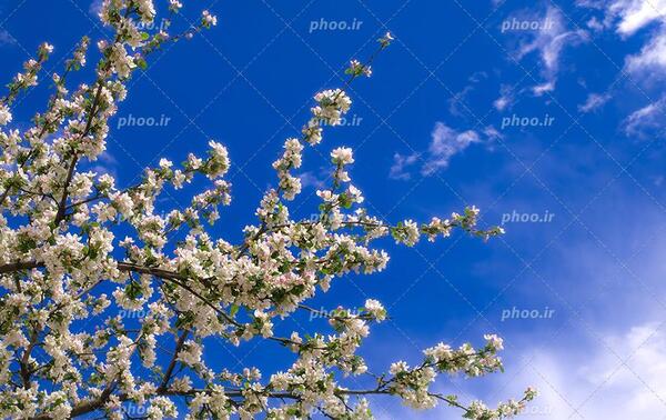 عکس بهاری برای پس زمینه