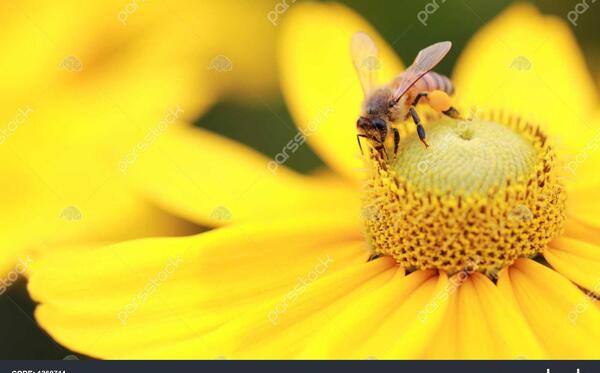 عکس از گرده گل
