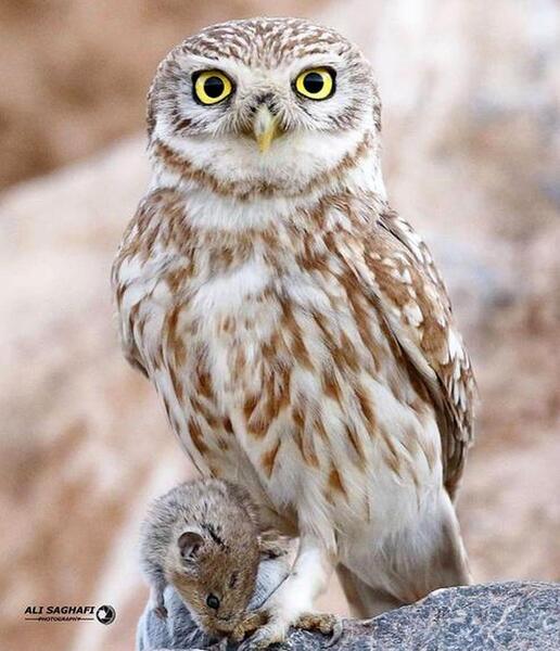عکس بچه جغد کوچک