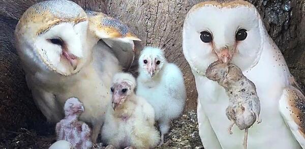 عکس بچه جغد کوچک