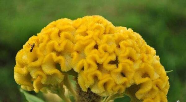 عکس از گل تاج خروس