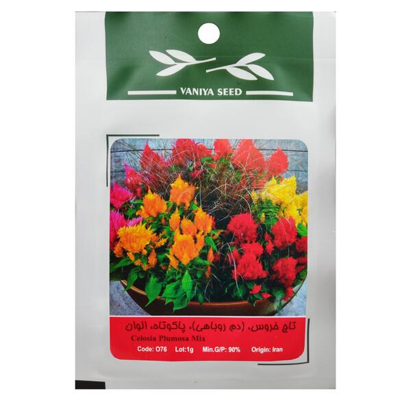 عکس از گل تاج خروس