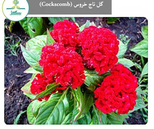 عکس از گل تاج خروس