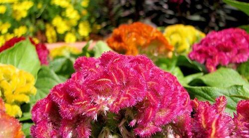 عکس از گل تاج خروس