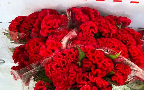 عکس از گل تاج خروس