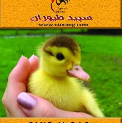 عکس بچه اردک محلی