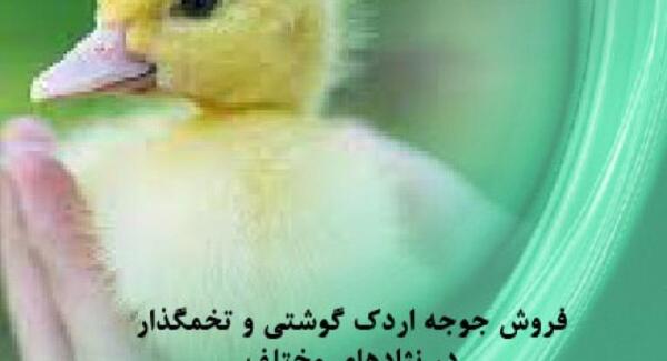 عکس بچه اردک محلی