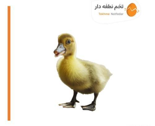 عکس بچه اردک محلی