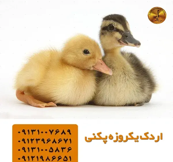 عکس بچه اردک محلی