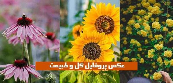 عکس از گل و طبیعت برای پروفایل