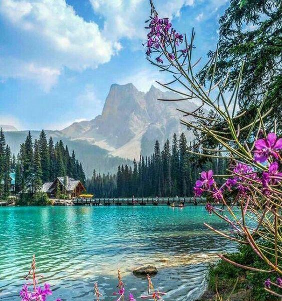 عکس از گل و طبیعت برای پروفایل