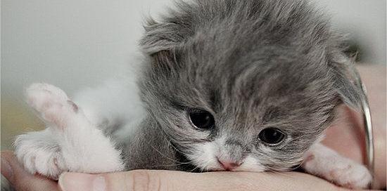 عکس بچه گربه ی ملوس