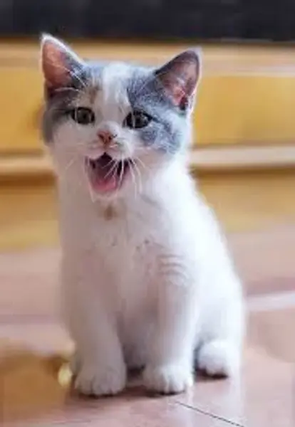 عکس بچه گربه ی ملوس