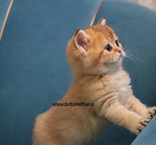عکس بچه گربه ی ملوس